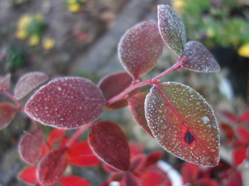 凍ったブルーベリーの紅葉