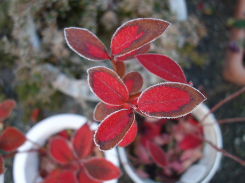 凍ったブルーベリーの紅葉
