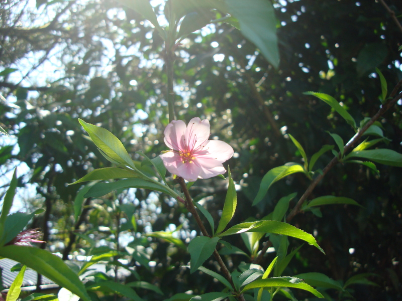 川中島白桃の実生苗の花
