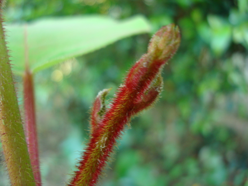 Reddish Kiwi Leaves