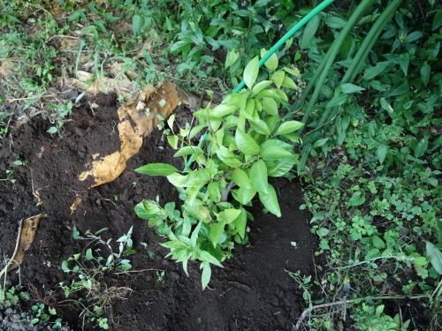 剪定した鉢植えシークヮーサーの苗木を植える穴