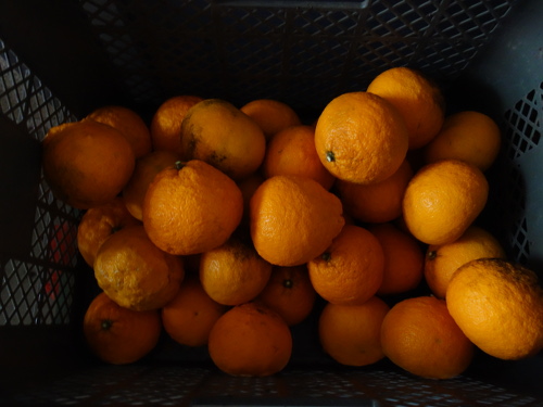 Sweet Watson Pomelos