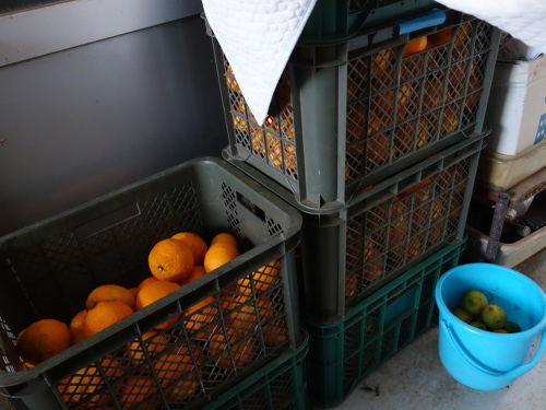 Sweet Watson Pomelos