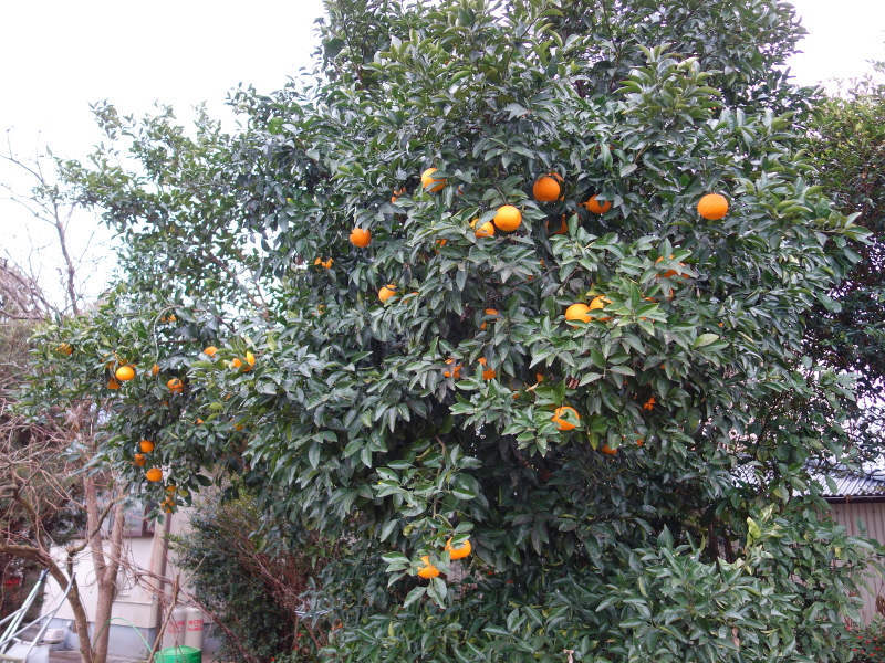 Sweet Watson Pomelos