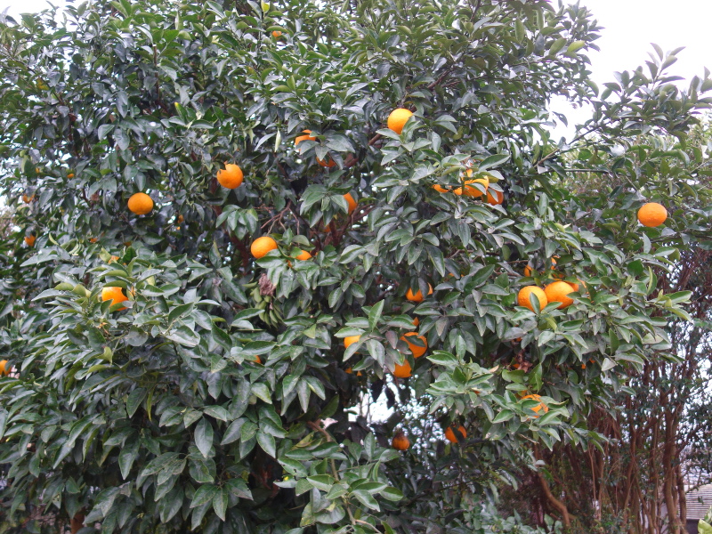 Sweet Watson Pomelos