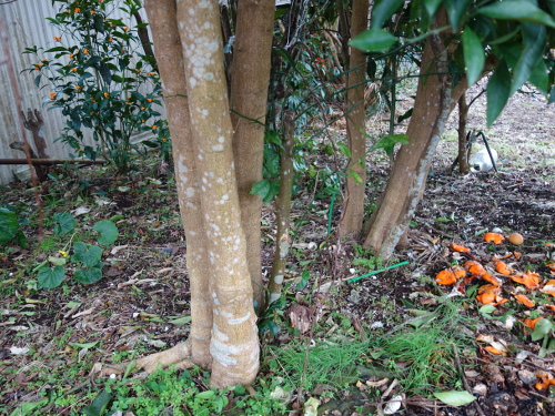 Sweet Watson Pomelos