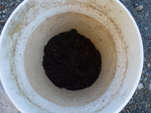 Yellow Strawberry Guava