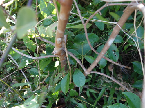 イエローストロベリーグァバの苗木