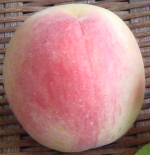 White Peach Hakutou