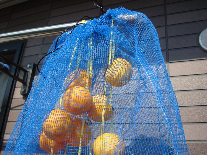 Hoshigaki of sour persimmon