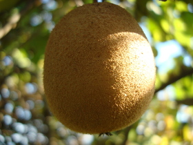 Apple Kiwi
