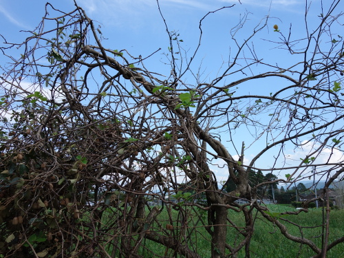 台風で折れた柿の木