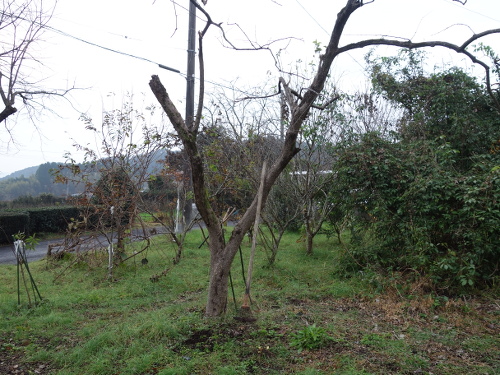 ムベの木を這わせていた柿の木