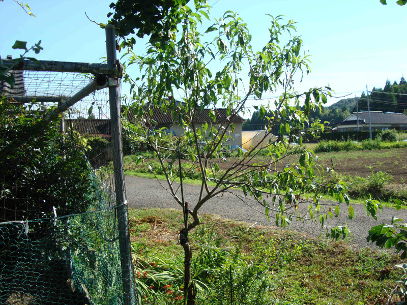Restoration of Peach Tree