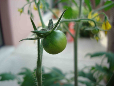 Fruit Tomato