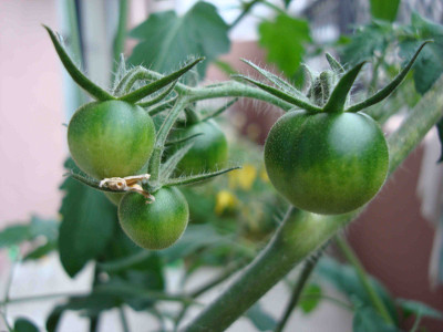 Fruit Tomato