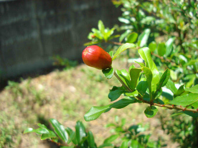 Fruiting of Japanese Pomegranate