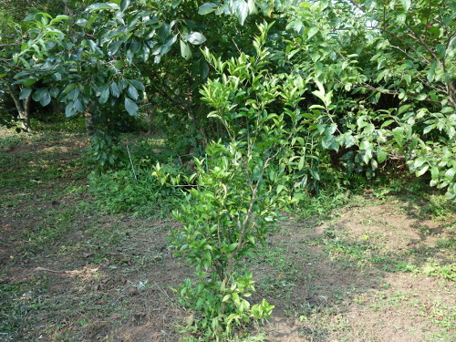 2017年8月13日現在のシークヮーサーの木