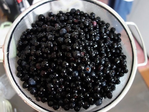 収穫したブルーベリー