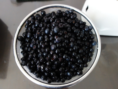 収穫したブルーベリー