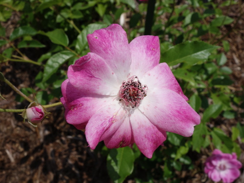 ブリリアント・ピンク・アイスバーグ