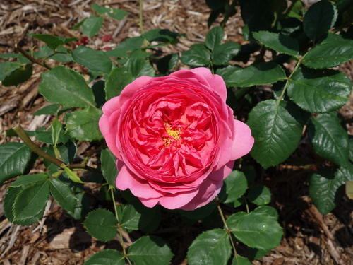 プリンセス・アレキサンドラ・オブ・ケント