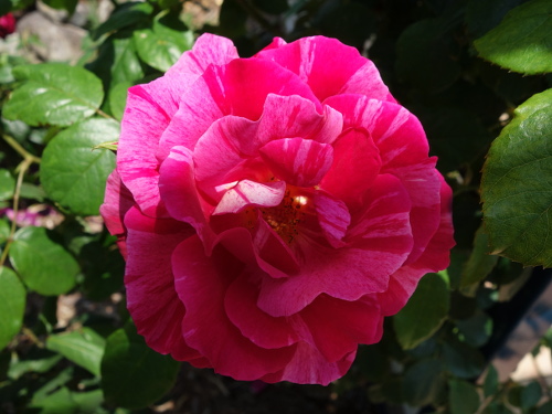 ギー・サヴォア