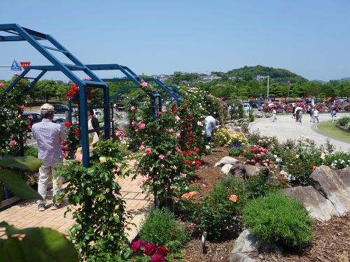 エコパーク水俣のバラ園の風景
