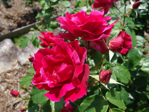 ギー・サヴォア