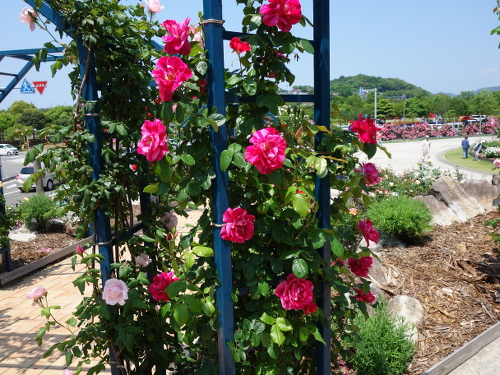 ギー・サヴォア