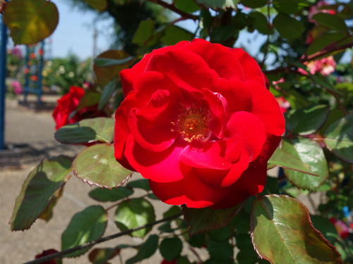 ユーロピアーナ