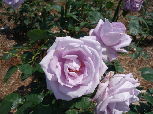 ブルー・ムーン