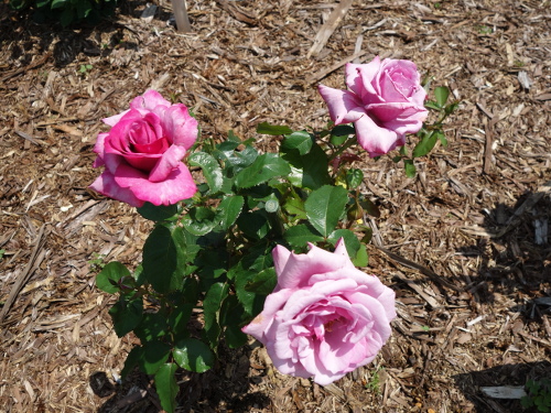 ブルー・リバー