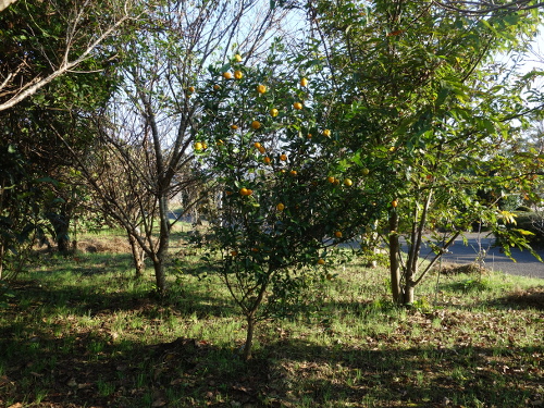 シークヮーサーの苗木