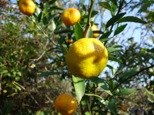 シークヮーサーの苗木