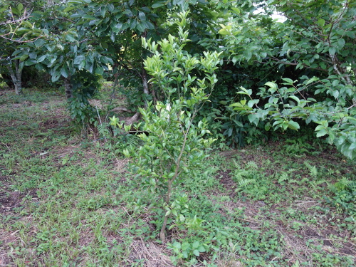 2017年7月1日現在のシークヮーサーの木