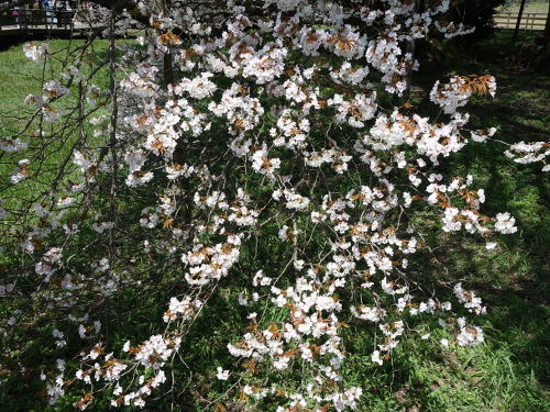 通路から撮影した一心行の大桜