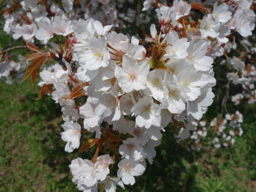 通路から撮影した一心行の大桜