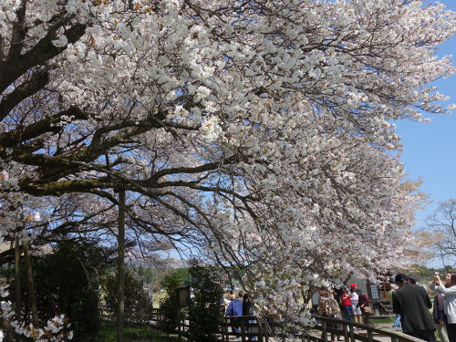 通路から撮影した一心行の大桜