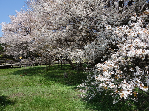 通路から撮影した一心行の大桜