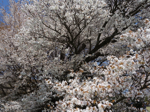 通路から撮影した一心行の大桜