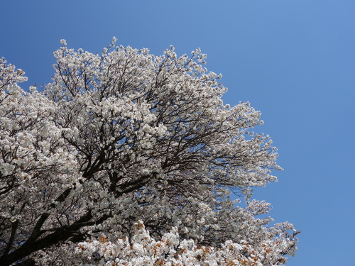通路から撮影した一心行の大桜