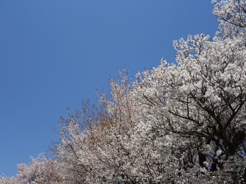 通路から撮影した一心行の大桜