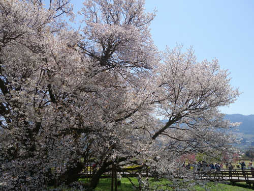 通路から撮影した一心行の大桜