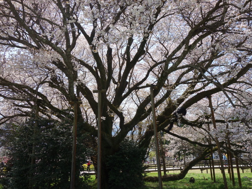 通路から撮影した一心行の大桜