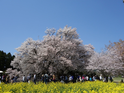 南南東から見た一心行の大桜