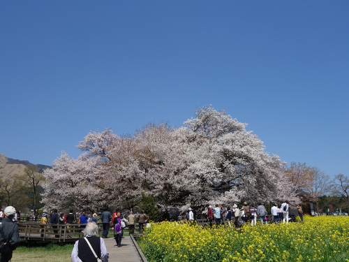 南から見た一心行の大桜