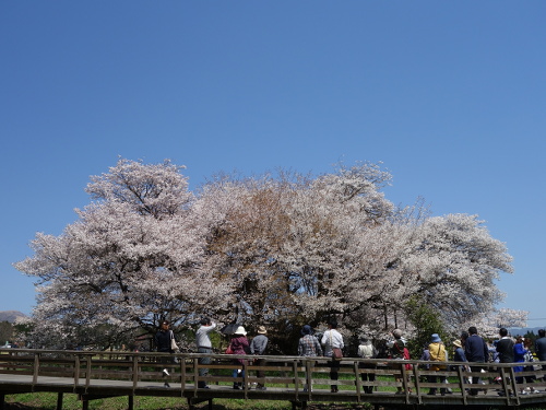 南西から見た一心行の大桜