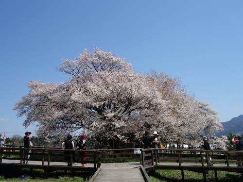 西から見た一心行の大桜