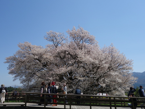 西北西から見た一心行の大桜